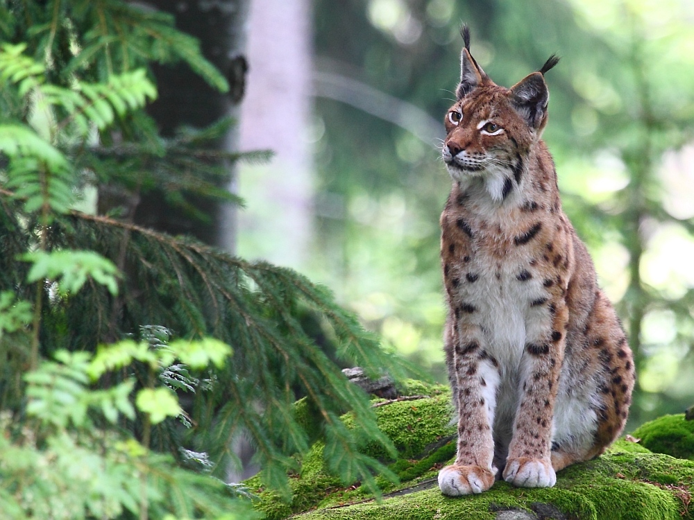 Luchs