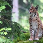 Luchs