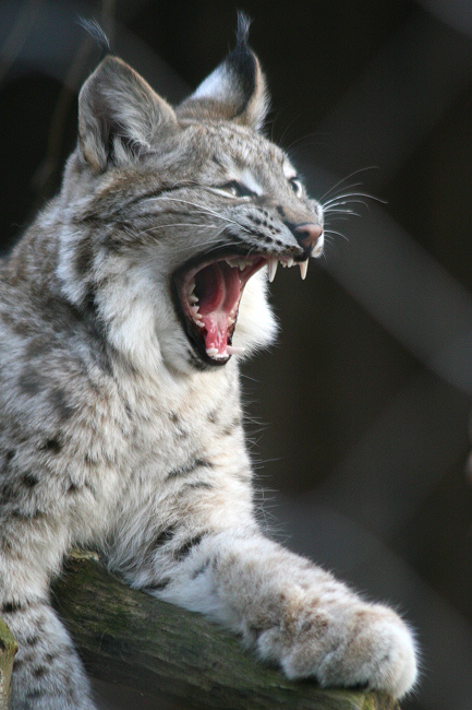 Luchs