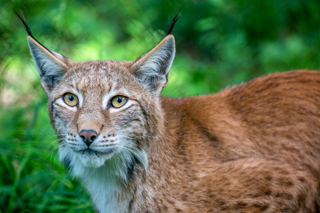 ...Luchs...