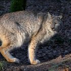 Luchs