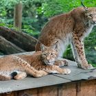 Luchs