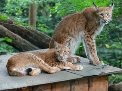 Luchs