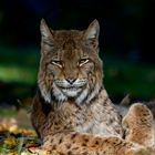 Luchs 