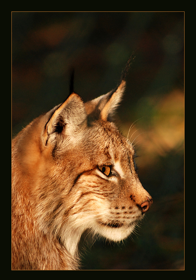 Luchs