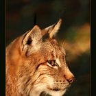 Luchs