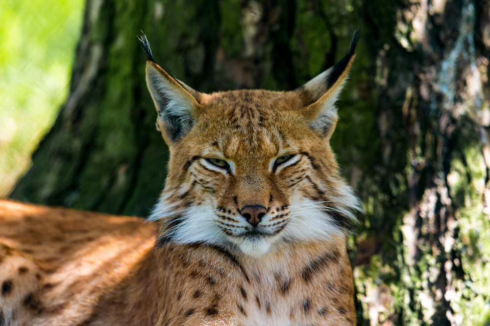 Luchs