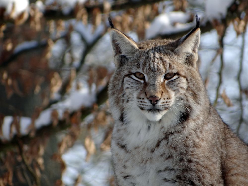 Luchs