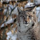 Luchs