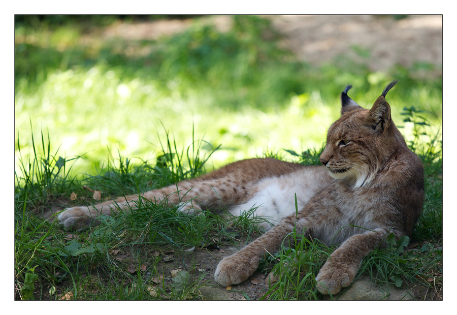 Luchs Chillout