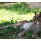 Luchs Chillout