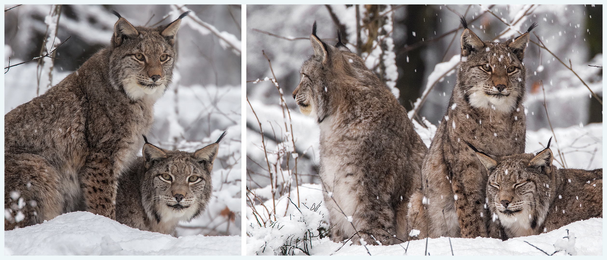 Luchs Collage 002