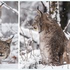 Luchs Collage 002