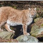 Luchs