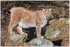 Luchs