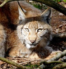 ...Luchs...