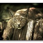 Luchs