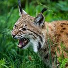 Luchs