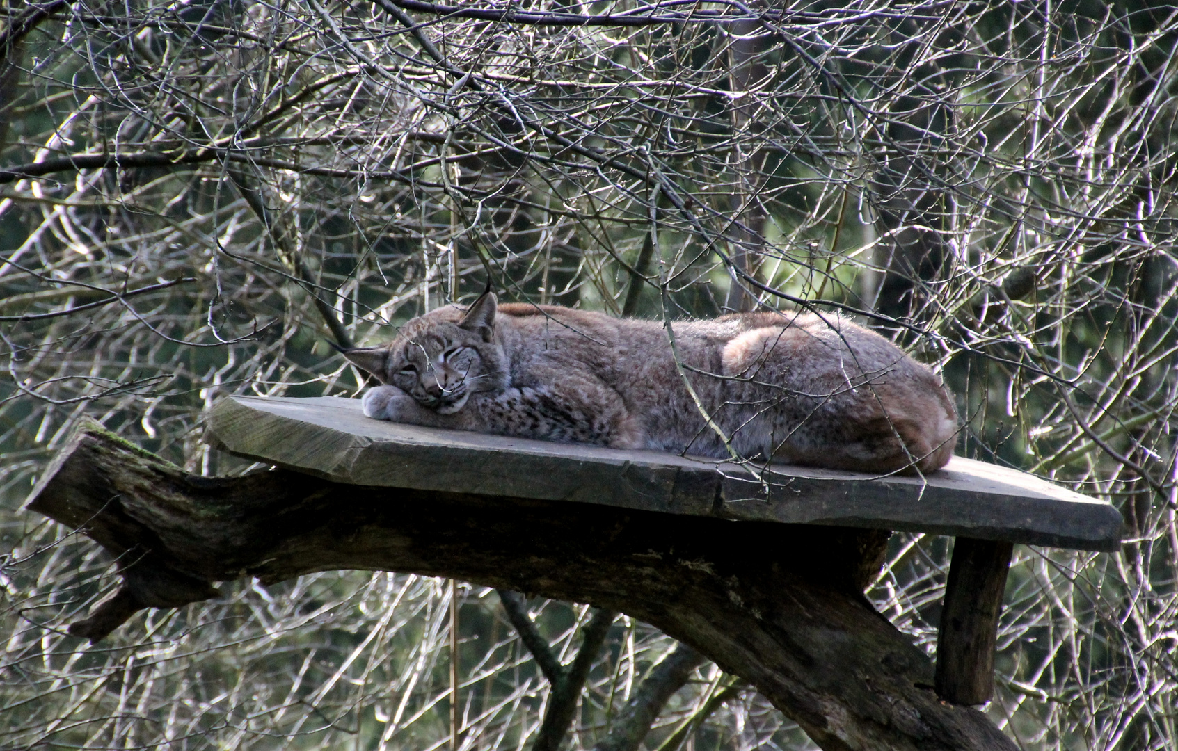 Luchs