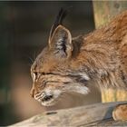 Luchs