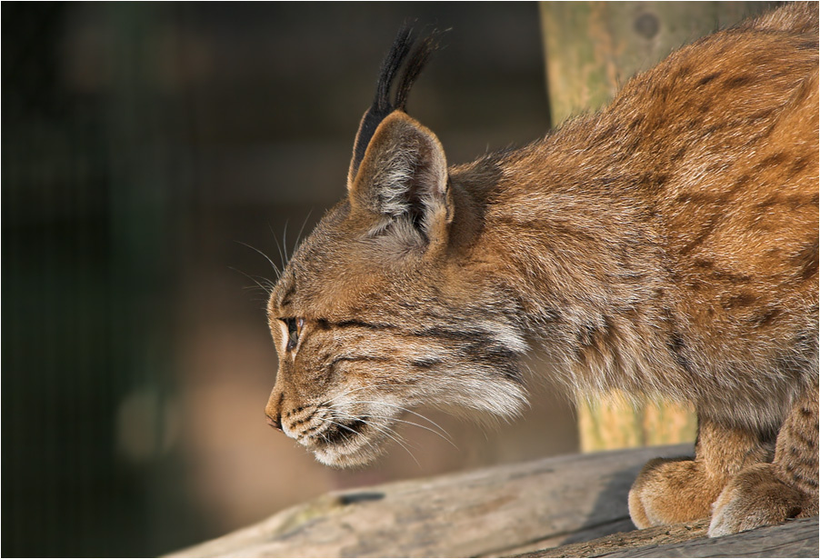 Luchs