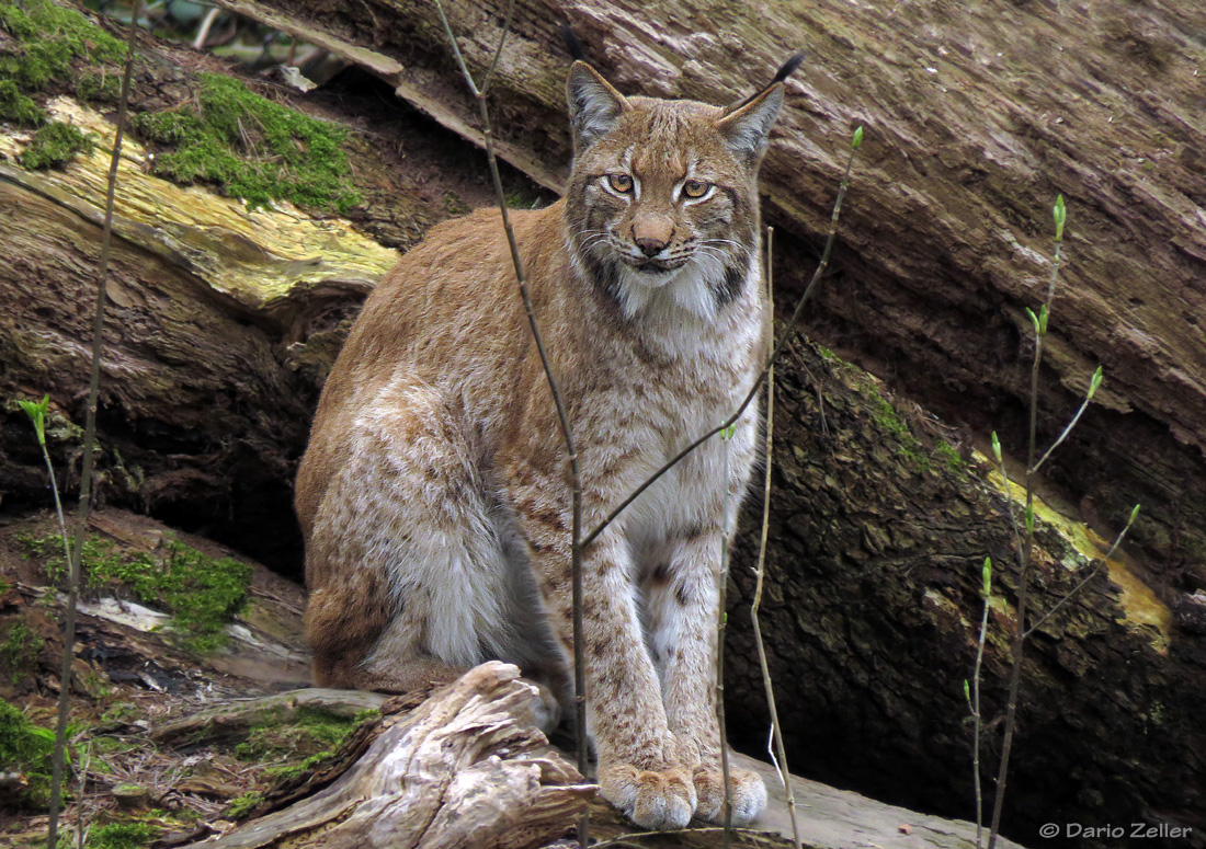 Luchs