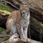 Luchs