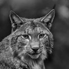 Luchs