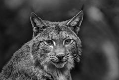 Luchs