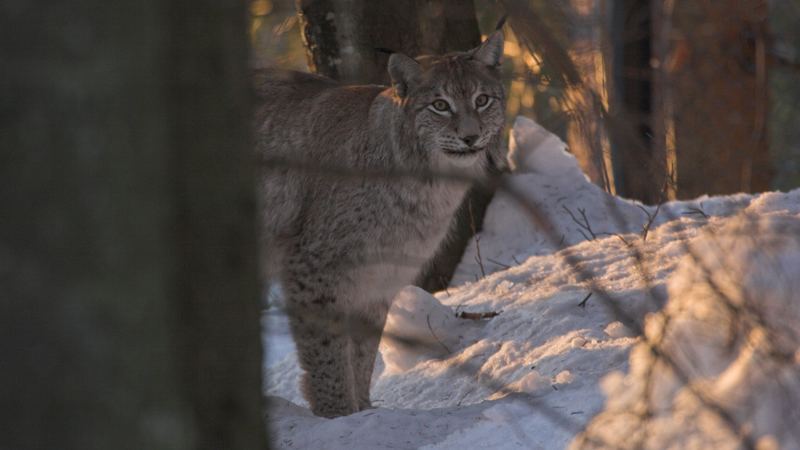 Luchs