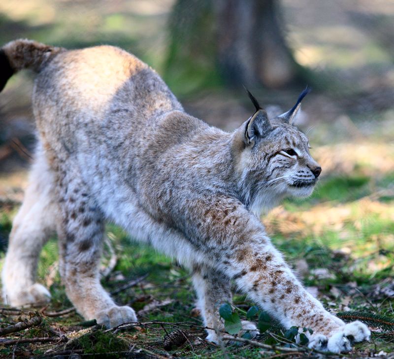 Luchs