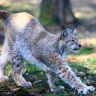 Luchs