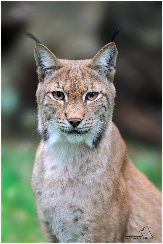 Luchs