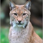 Luchs