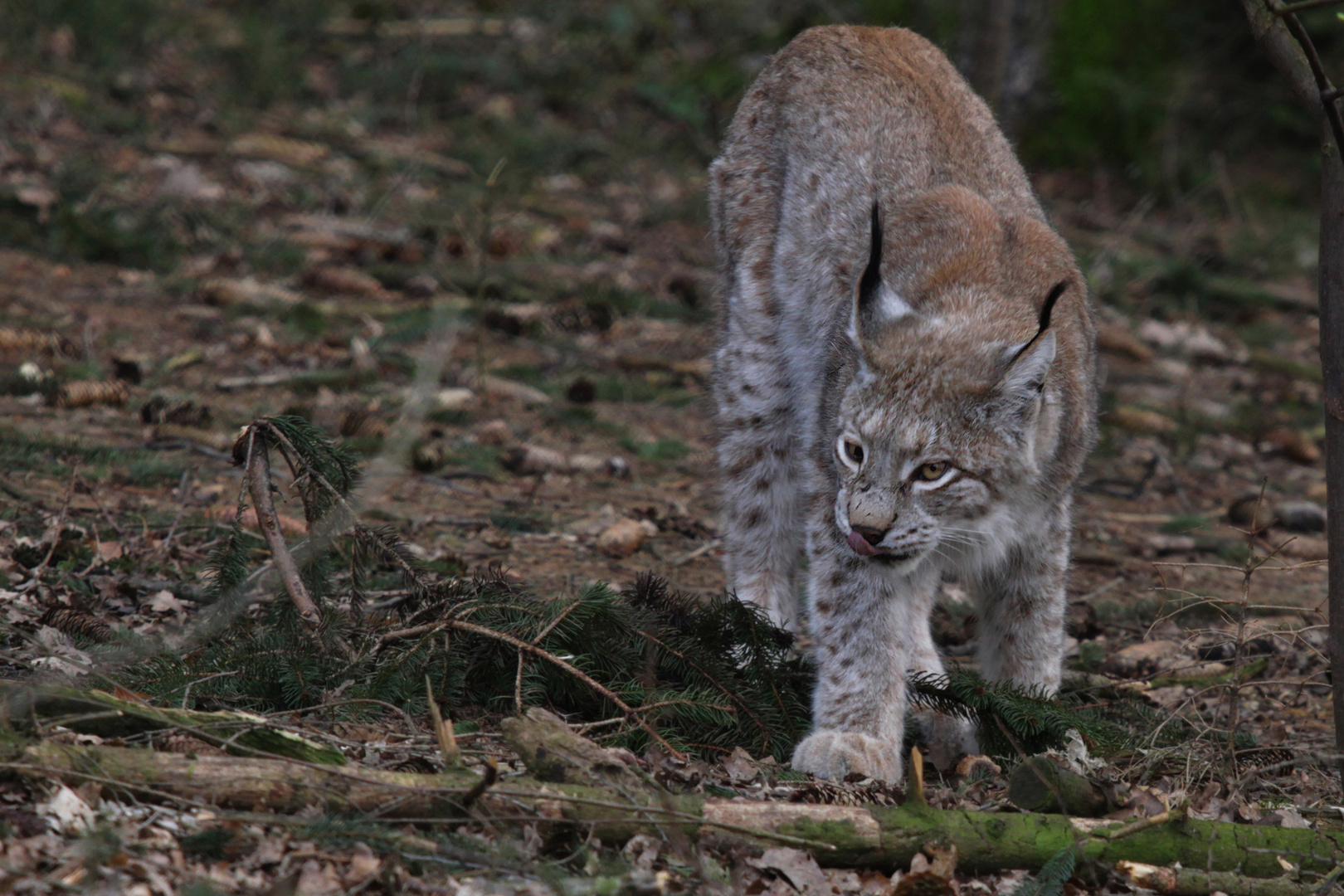 Luchs