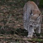 Luchs