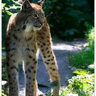 Luchs