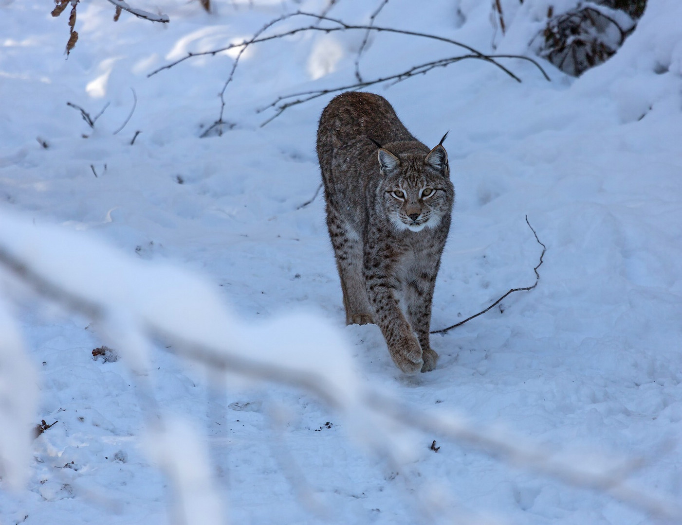 Luchs