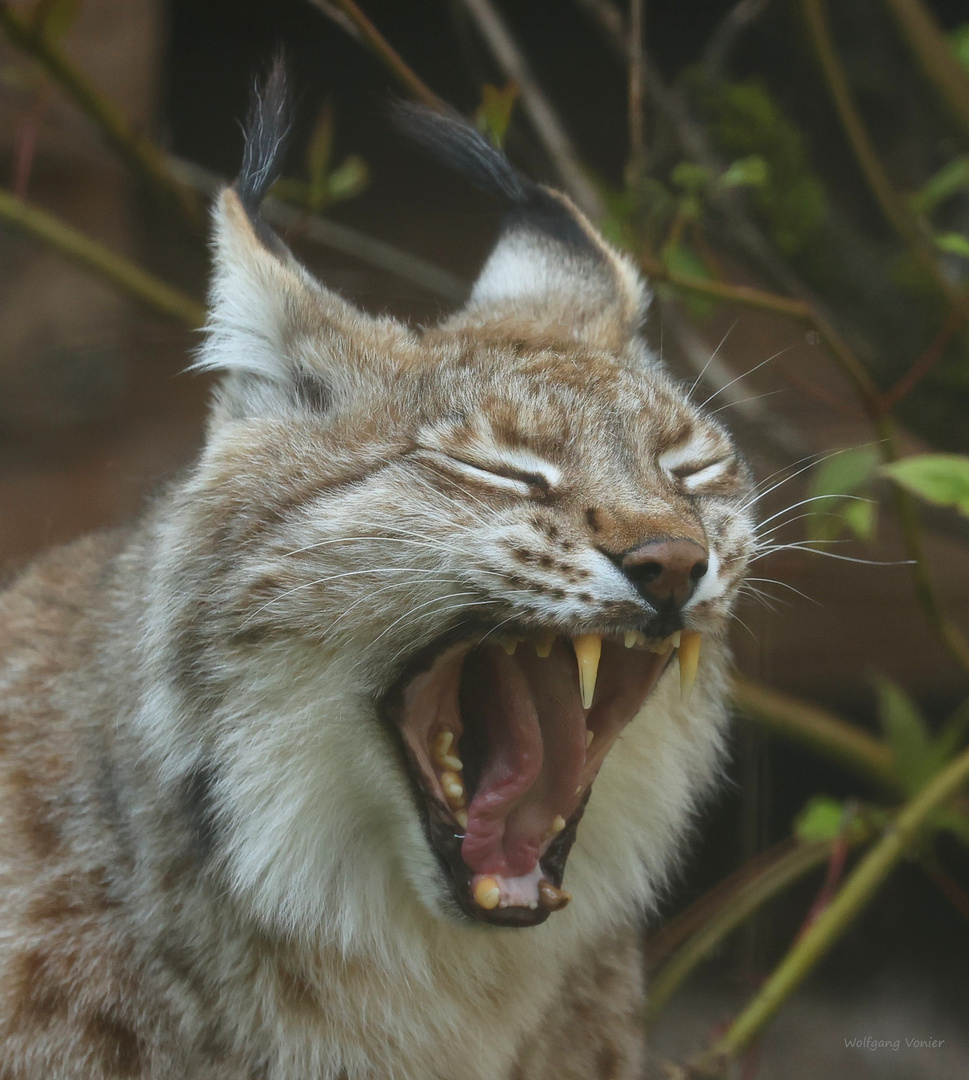 Luchs