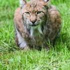 Luchs 