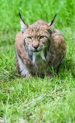 Luchs 