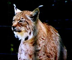 Luchs