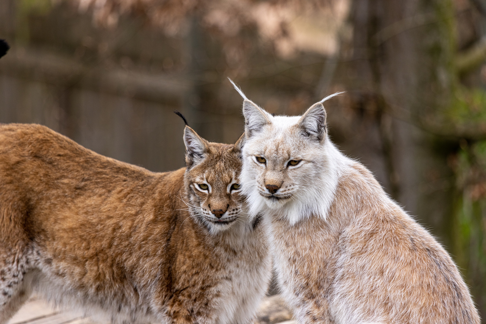 Luchs