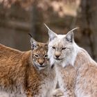 Luchs