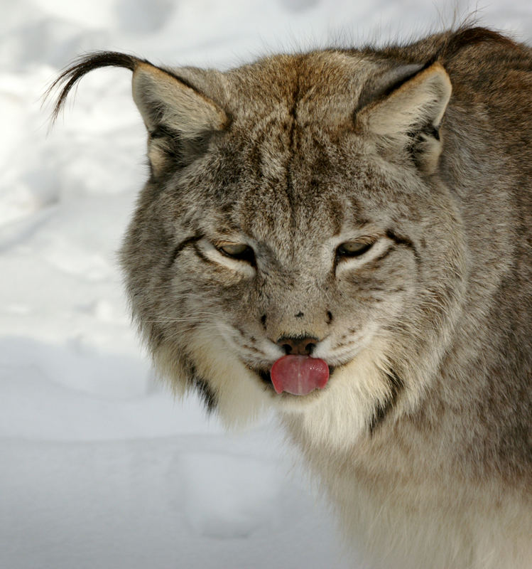 Luchs