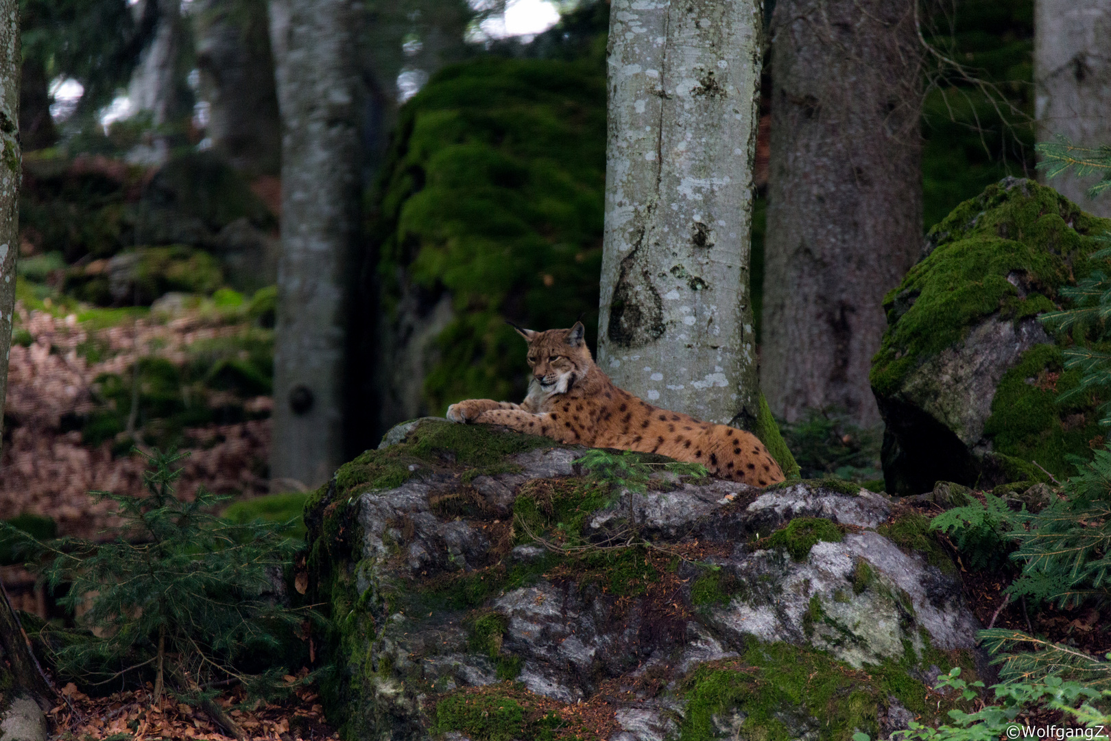 Luchs