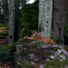 Luchs