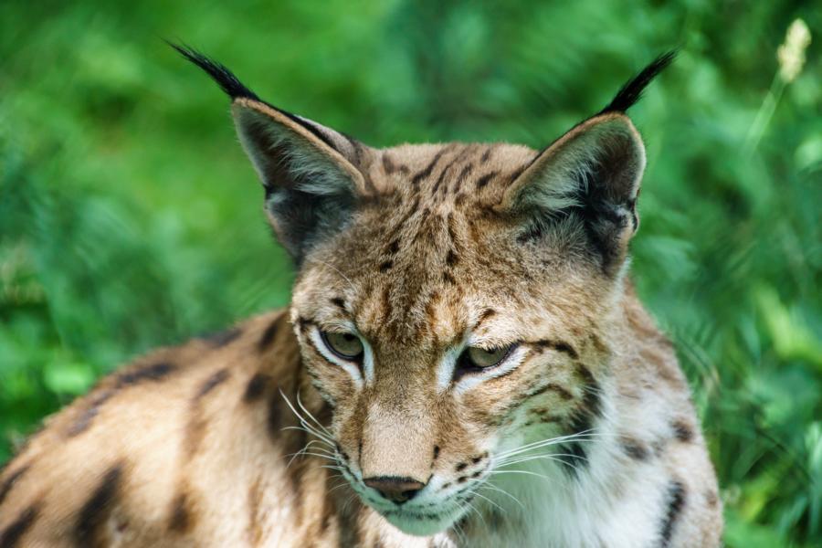 Luchs