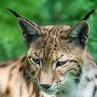 Luchs