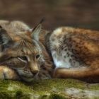 Luchs